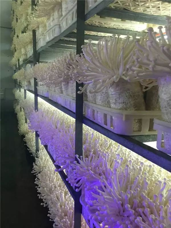 富硒西瓜产地在哪里(富硒西瓜多少钱一斤)-硒宝网