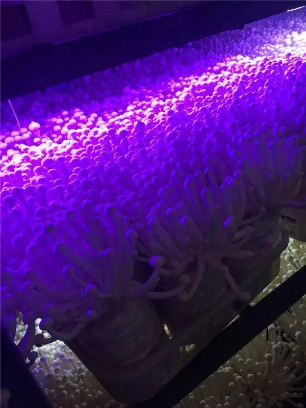 富硒西瓜产地在哪里(富硒西瓜多少钱一斤)-硒宝网