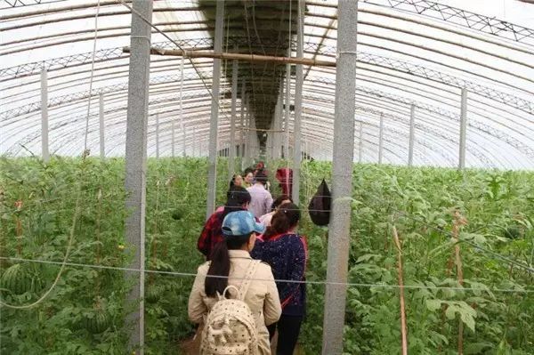 富硒西瓜产地在哪里(富硒西瓜多少钱一斤)-硒宝网