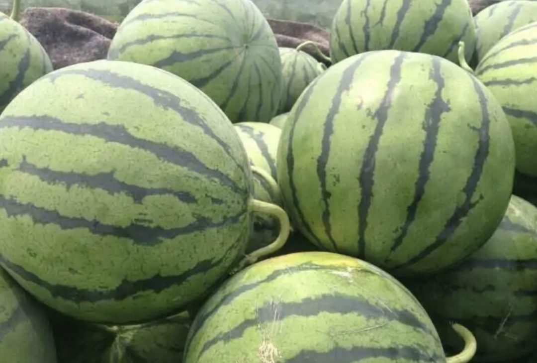 富硒西瓜产地在哪里(富硒西瓜和普通西瓜区别味道)-硒宝网