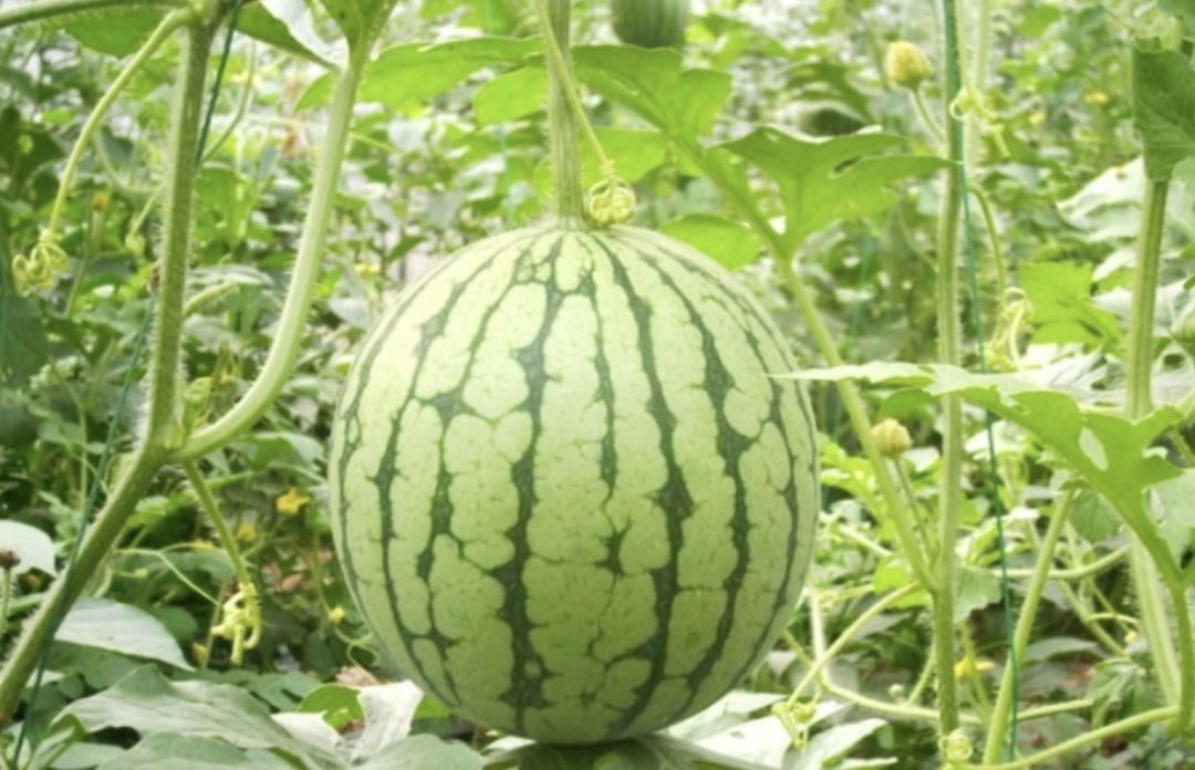 富硒西瓜产地在哪里(富硒西瓜和普通西瓜区别味道)-硒宝网