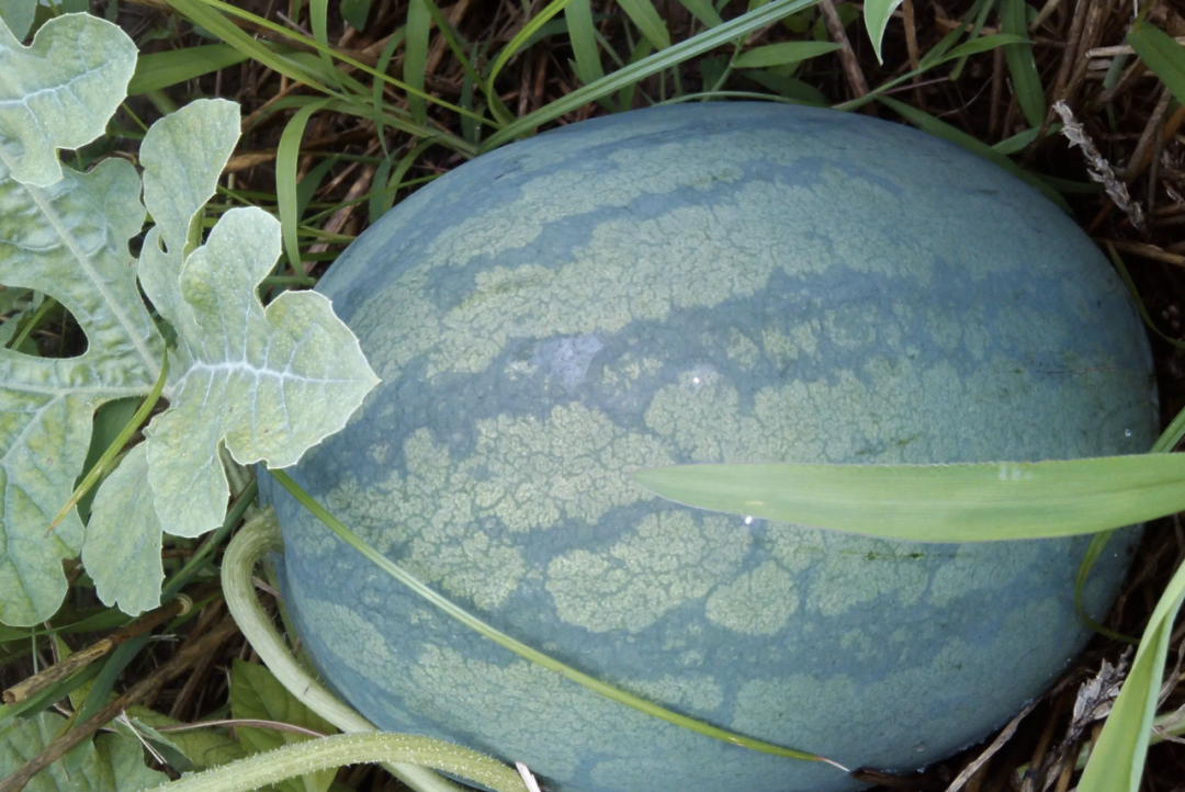 富硒西瓜产地在哪里(富硒西瓜和普通西瓜区别味道)-硒宝网