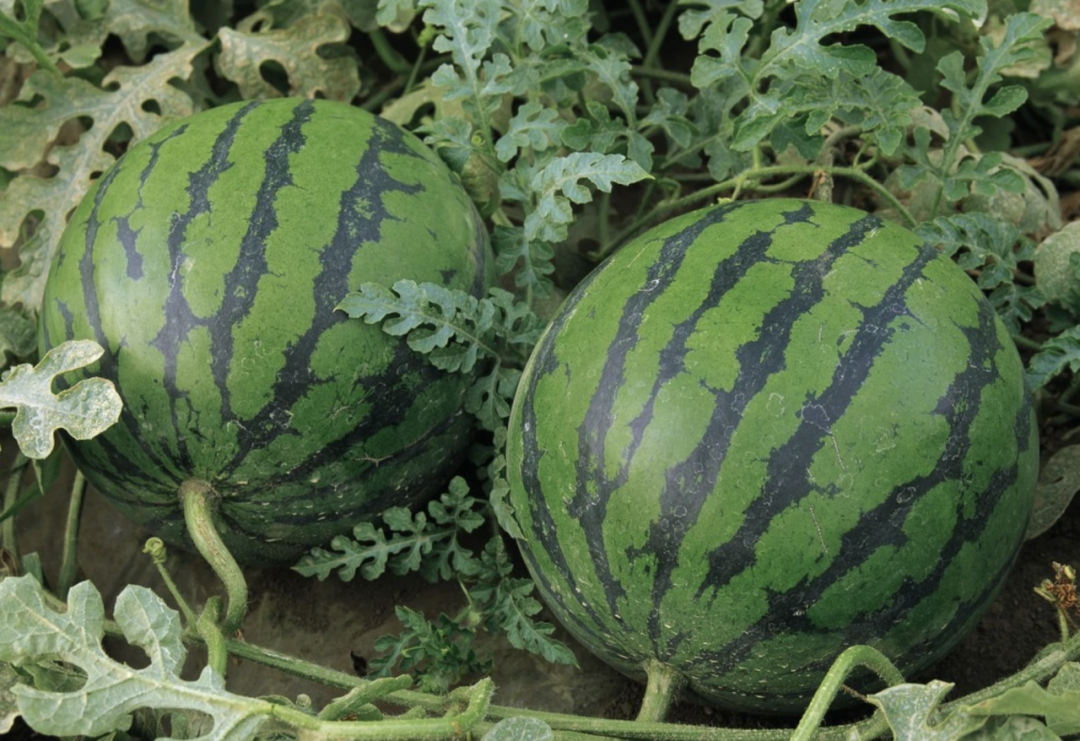富硒西瓜产地在哪里(富硒西瓜和普通西瓜区别味道)-硒宝网
