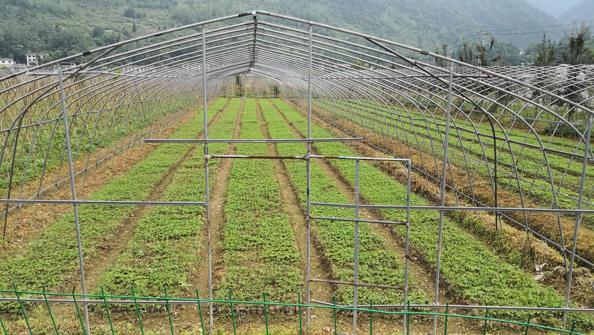 高硒地区（什么叫高硒地区）-硒宝网