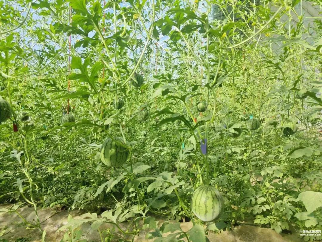 富硒西瓜产地在哪里（富硒西瓜和普通西瓜区别味道）-硒宝网