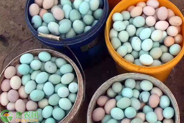 富硒蛋与普通鸡蛋有什么区别(普通鸡蛋和富硒鸡蛋有什么区别)-硒宝网