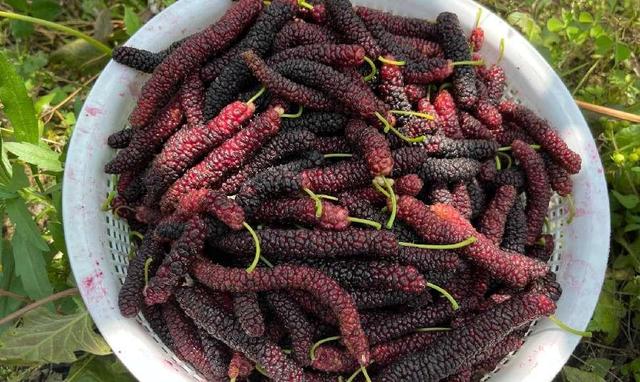 缺硒吃什么补得最快（缺硒食补）-硒宝网