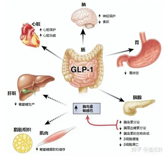 正常人打司美格鲁肽减肥治疗效果（减肥肽片）-硒宝网