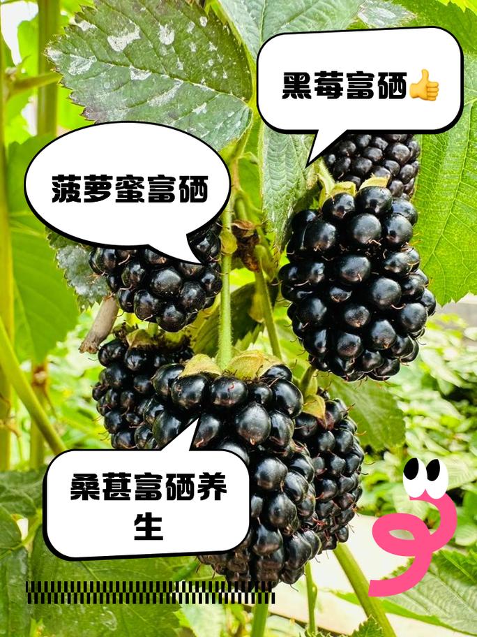 含硒的水果有哪些(水果中含硒最多的是哪种水果)-硒宝网