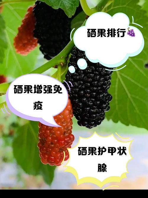 含硒的水果有哪些(水果中含硒最多的是哪种水果)-硒宝网