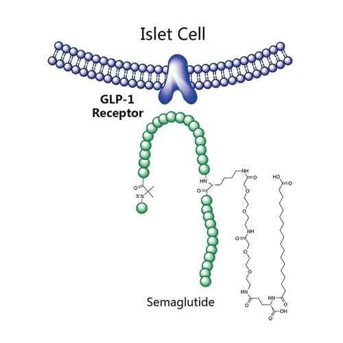 司美格鲁肽的作用机制(司美格鲁肽度拉糖肽)-硒宝网