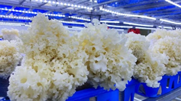 富硒食用菌粉（富硒食用菌粉能长期食用吗）-硒宝网