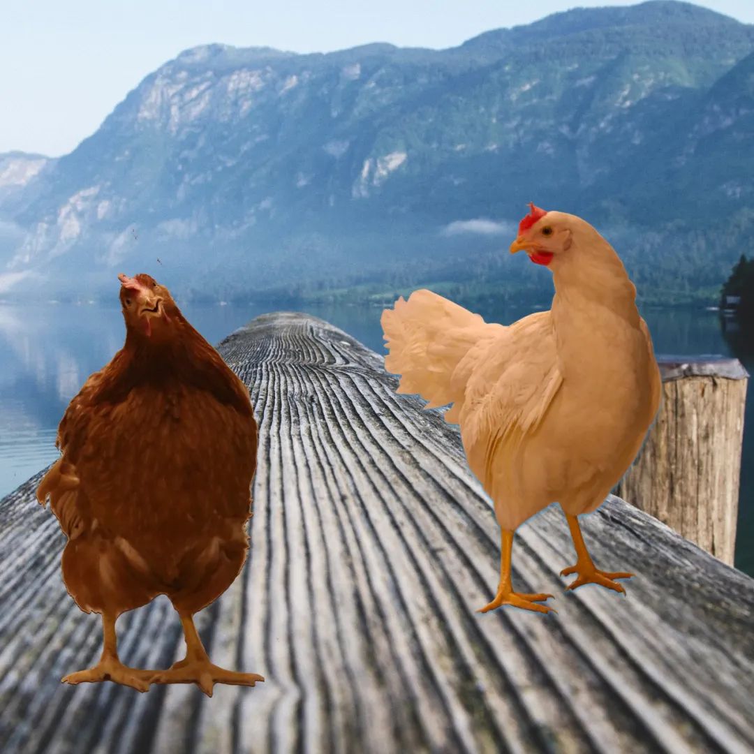 什么叫富硒鸡蛋（富硒鸡蛋的口感）-硒宝网