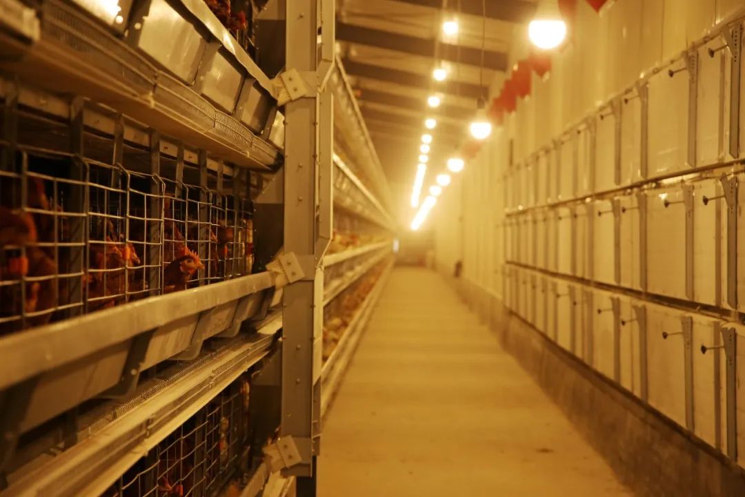 什么叫富硒鸡蛋（富硒鸡蛋的口感）-硒宝网