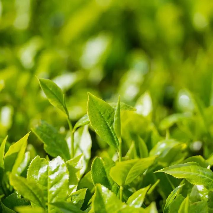 什么叫富硒鸡蛋（富硒鸡蛋的口感）-硒宝网