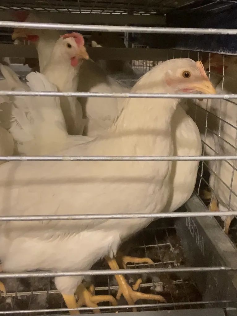 什么叫富硒鸡蛋（富硒鸡蛋的口感）-硒宝网