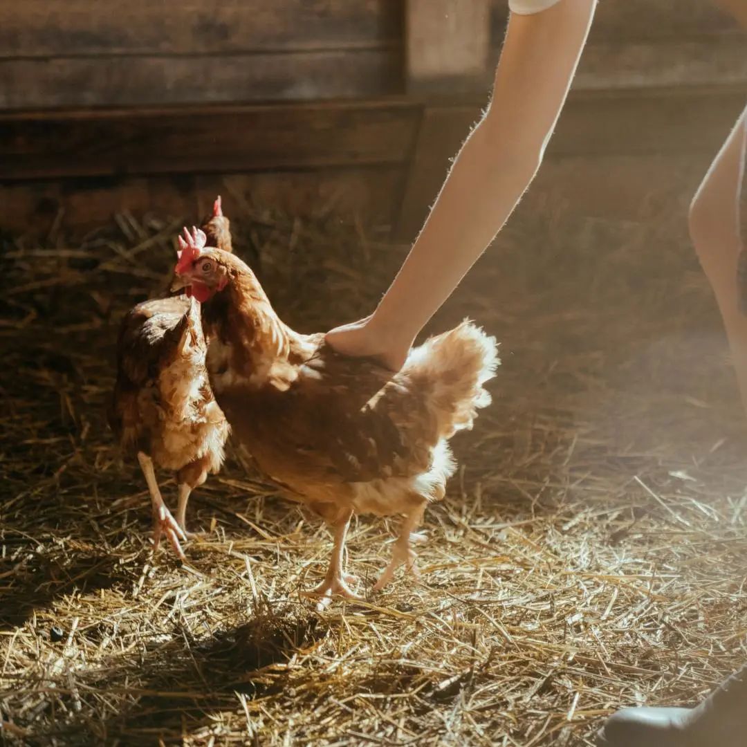 什么叫富硒鸡蛋（富硒鸡蛋的口感）-硒宝网