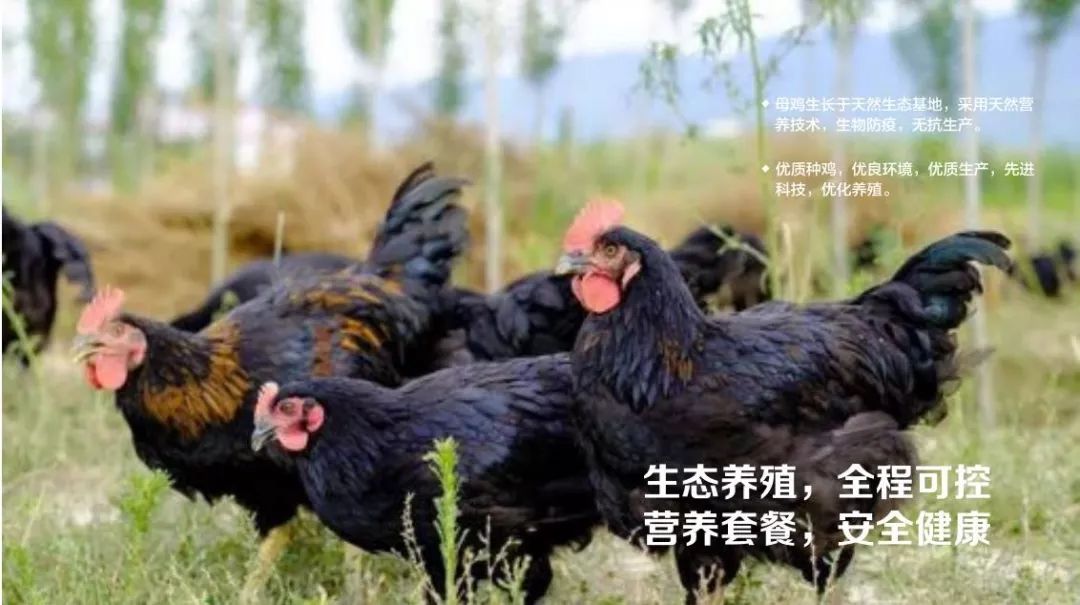 什么叫富硒鸡蛋（鸡蛋富硒是什么意思）-硒宝网