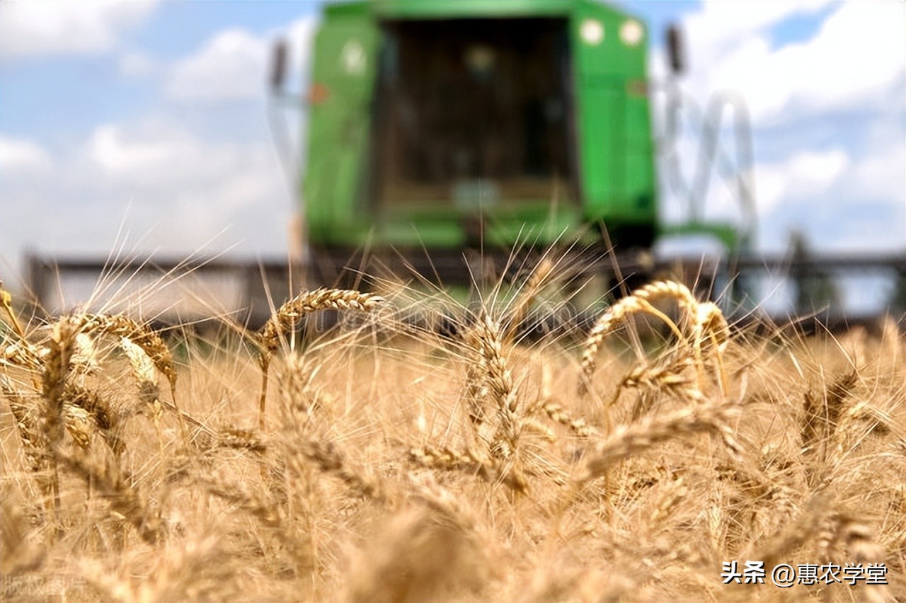 富硒小麦多少钱一斤(富硒小麦和普通小麦的区别)-硒宝网