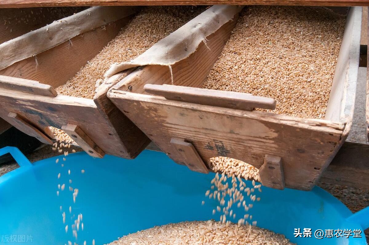 富硒小麦多少钱一斤(富硒小麦和普通小麦的区别)-硒宝网