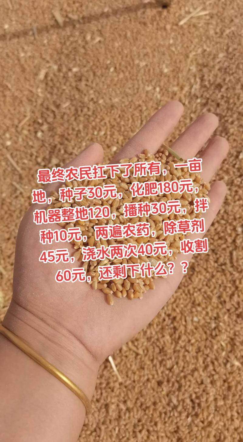 富硒小麦多少钱一斤（富硒小麦的功效与作用）-硒宝网