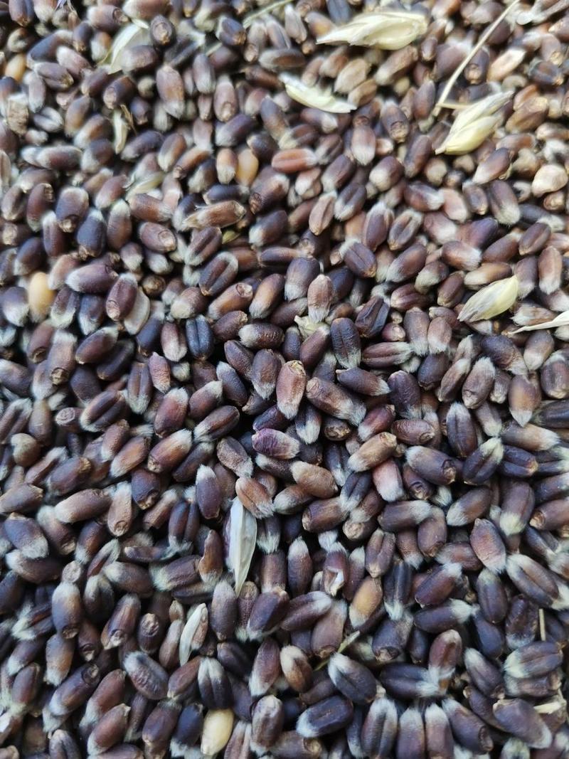 富硒小麦多少钱一斤（富硒小麦的功效与作用）-硒宝网