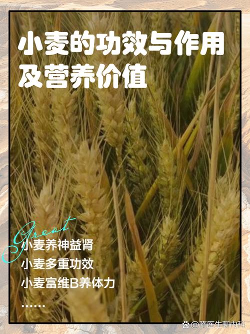 富硒小麦多少钱一斤（富硒小麦的功效与作用）-硒宝网