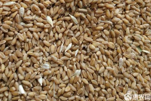 富硒小麦多少钱一斤（富硒小麦的营养价值）-硒宝网