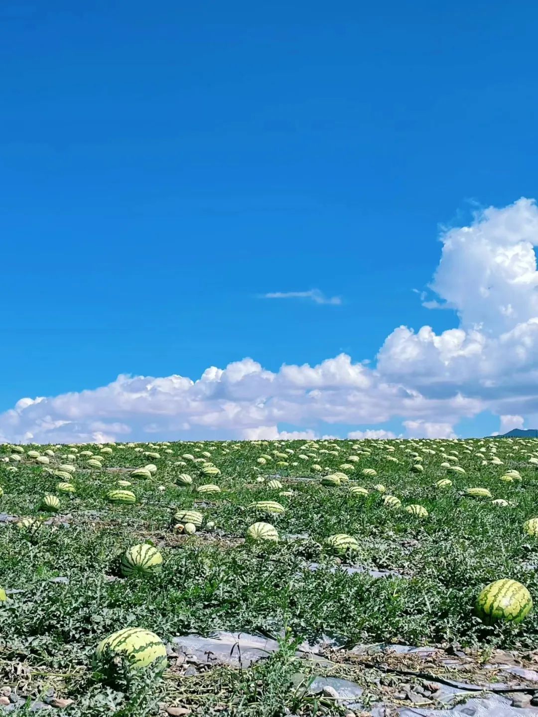 中卫富硒硒砂瓜（中卫硒砂瓜退出种植）-硒宝网