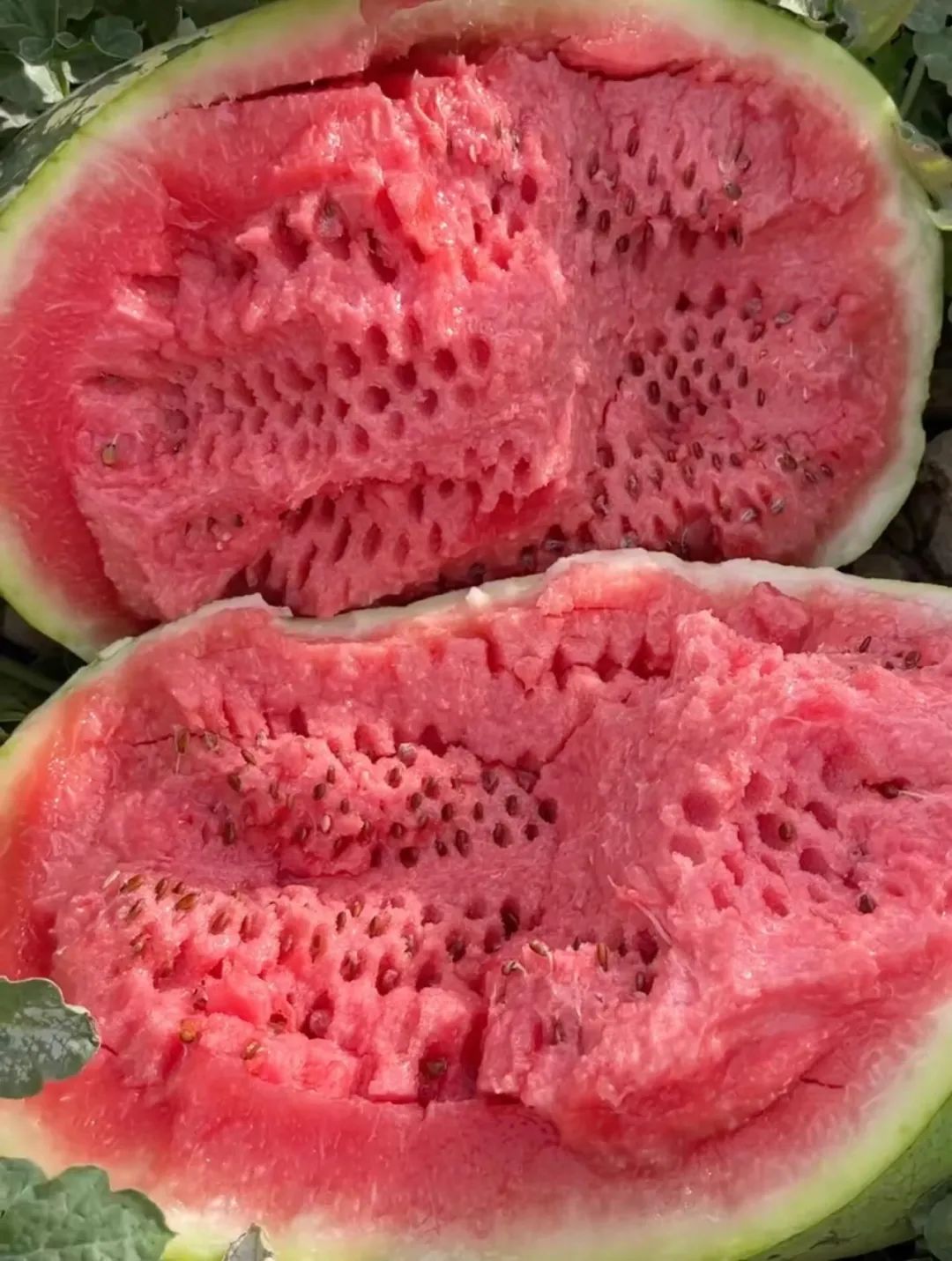 中卫富硒硒砂瓜（中卫硒砂瓜退出种植）-硒宝网