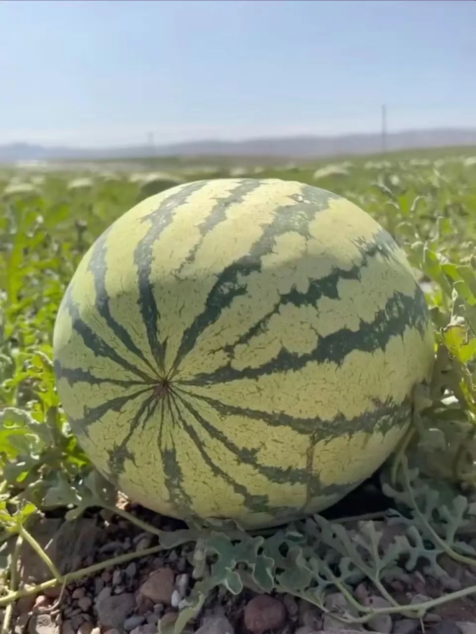 中卫富硒硒砂瓜（中卫硒砂瓜退出种植）-硒宝网