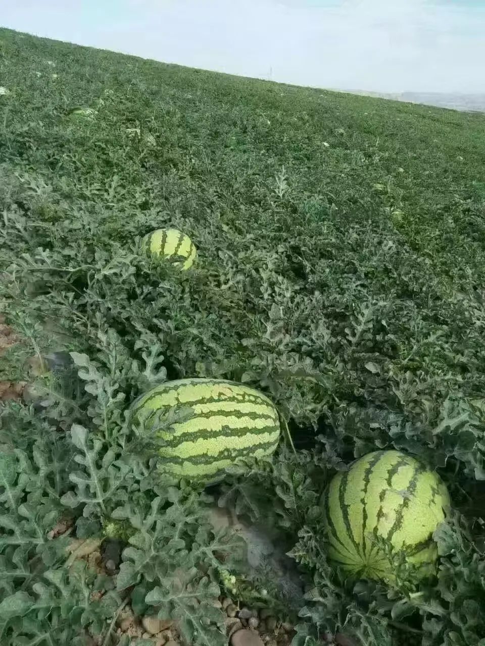 中卫富硒硒砂瓜（中卫硒砂瓜退出种植）-硒宝网