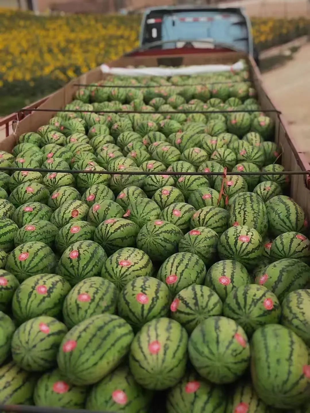 中卫富硒硒砂瓜（中卫硒砂瓜退出种植）-硒宝网