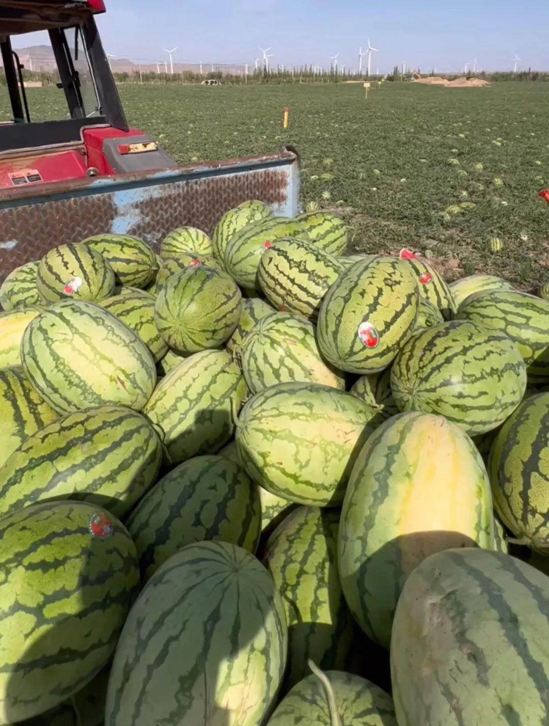 中卫富硒硒砂瓜（中卫硒砂瓜退出种植）-硒宝网