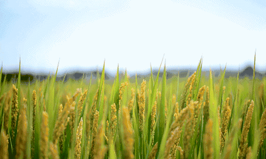 吉内得富硒大米(大米吉富硒得内含量多少)-硒宝网