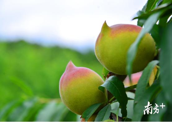 纳米硒多少钱一盒(纳米硒的研究进展)-硒宝网