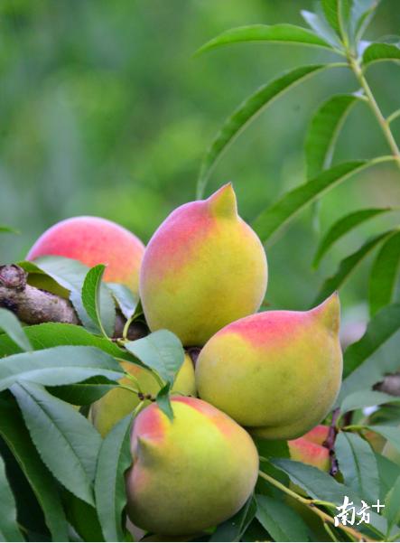 纳米硒多少钱一盒(纳米硒的研究进展)-硒宝网