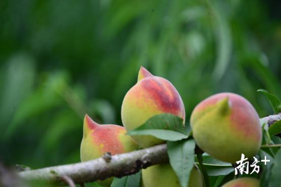 纳米硒多少钱一盒(纳米硒的研究进展)-硒宝网