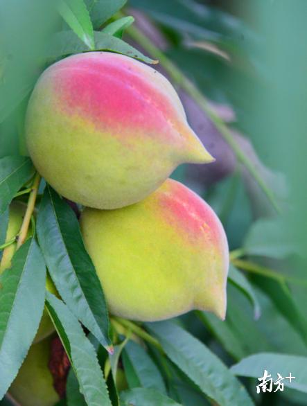 纳米硒多少钱一盒(纳米硒的研究进展)-硒宝网