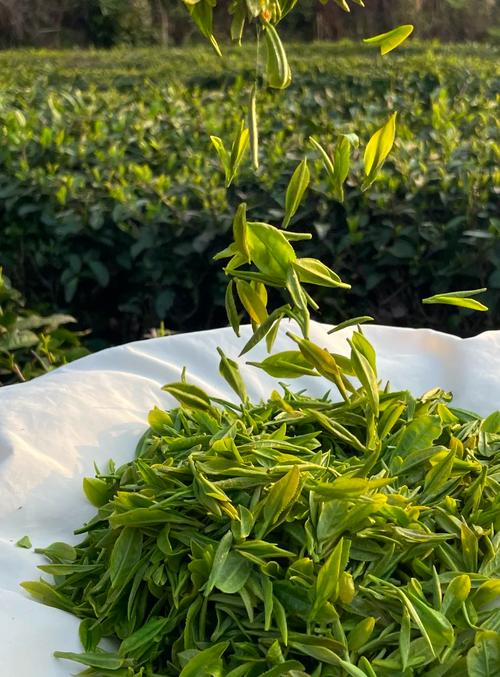开阳富硒茶多少钱一斤(开阳富硒茶t6体验店)-硒宝网