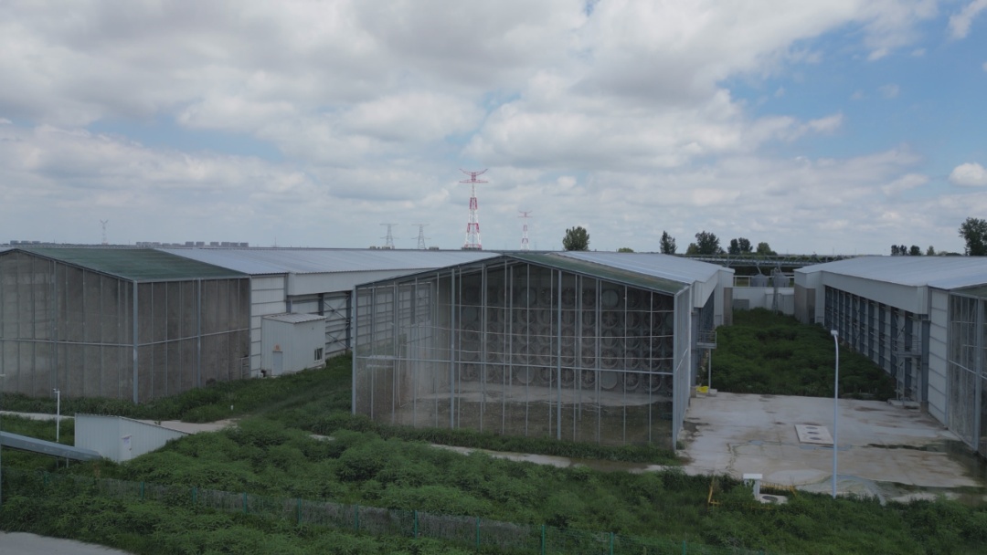 咯咯哒富硒鸡蛋(鸡蛋富硒标准是多少)-硒宝网