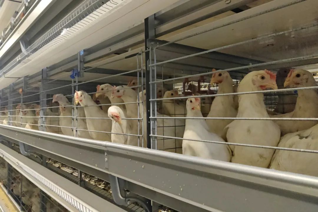 咯咯哒富硒鸡蛋(鸡蛋富硒标准是多少)-硒宝网