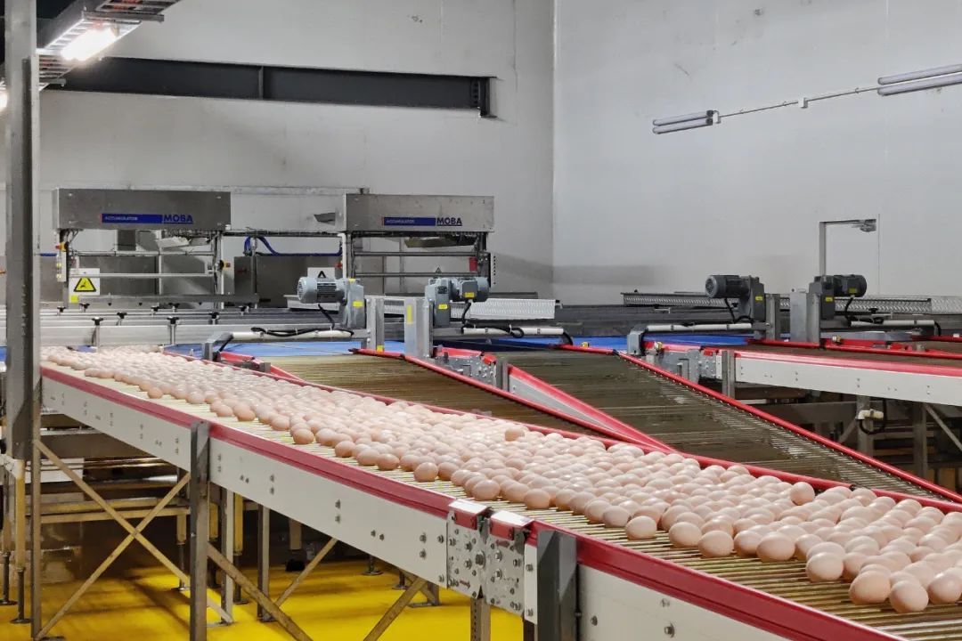 咯咯哒富硒鸡蛋(鸡蛋富硒标准是多少)-硒宝网