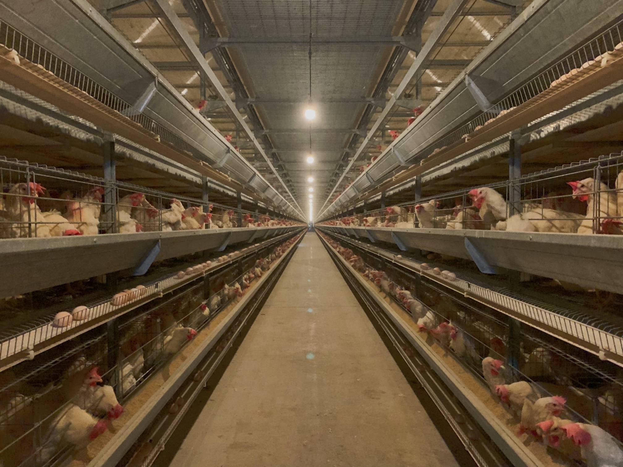 咯咯哒富硒鸡蛋（鸡蛋富硒标准是多少）-硒宝网