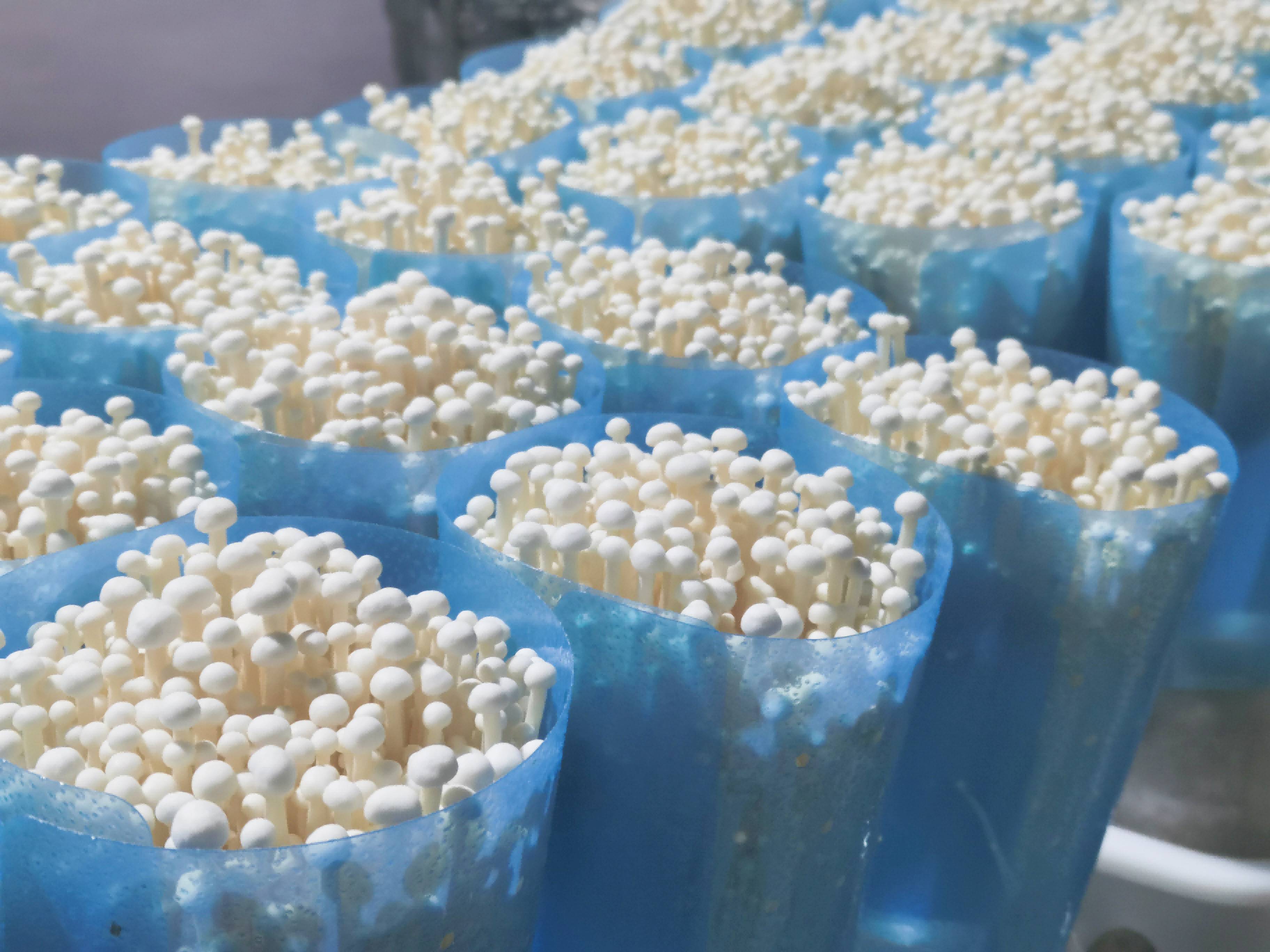 咯咯哒富硒鸡蛋（鸡蛋富硒标准是多少）-硒宝网