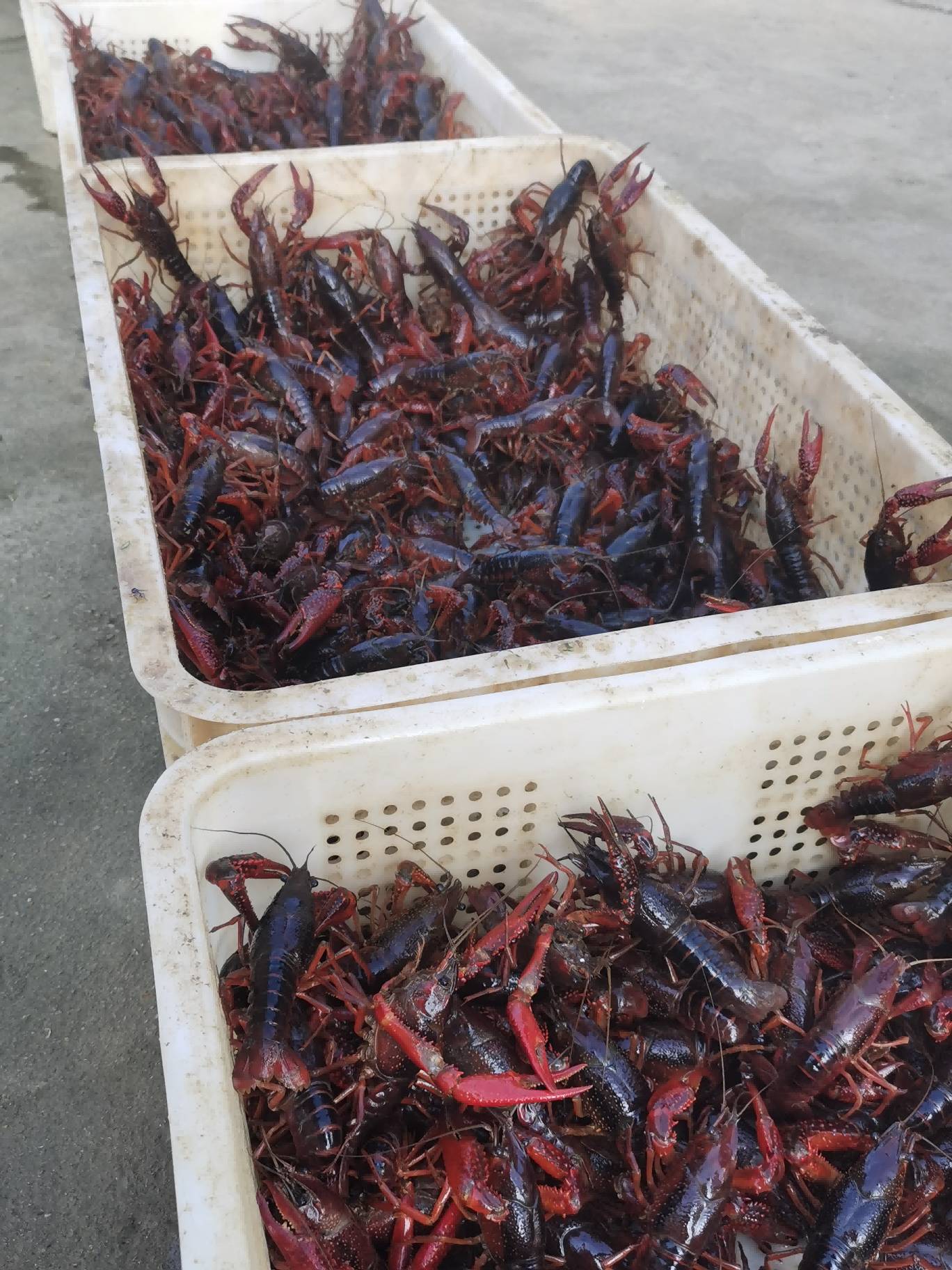 咯咯哒富硒鸡蛋（鸡蛋富硒标准是多少）-硒宝网