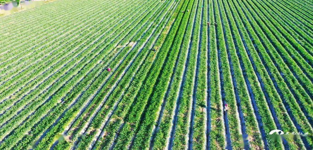 富硒西瓜图片(西瓜图片大全图片真实)-硒宝网