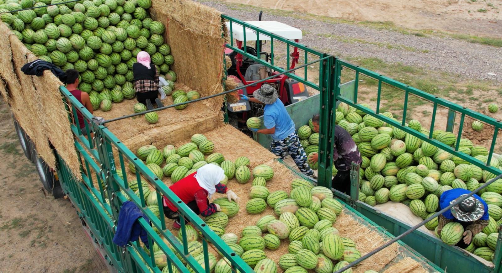 富硒西瓜图片(西瓜图片大全图片真实)-硒宝网