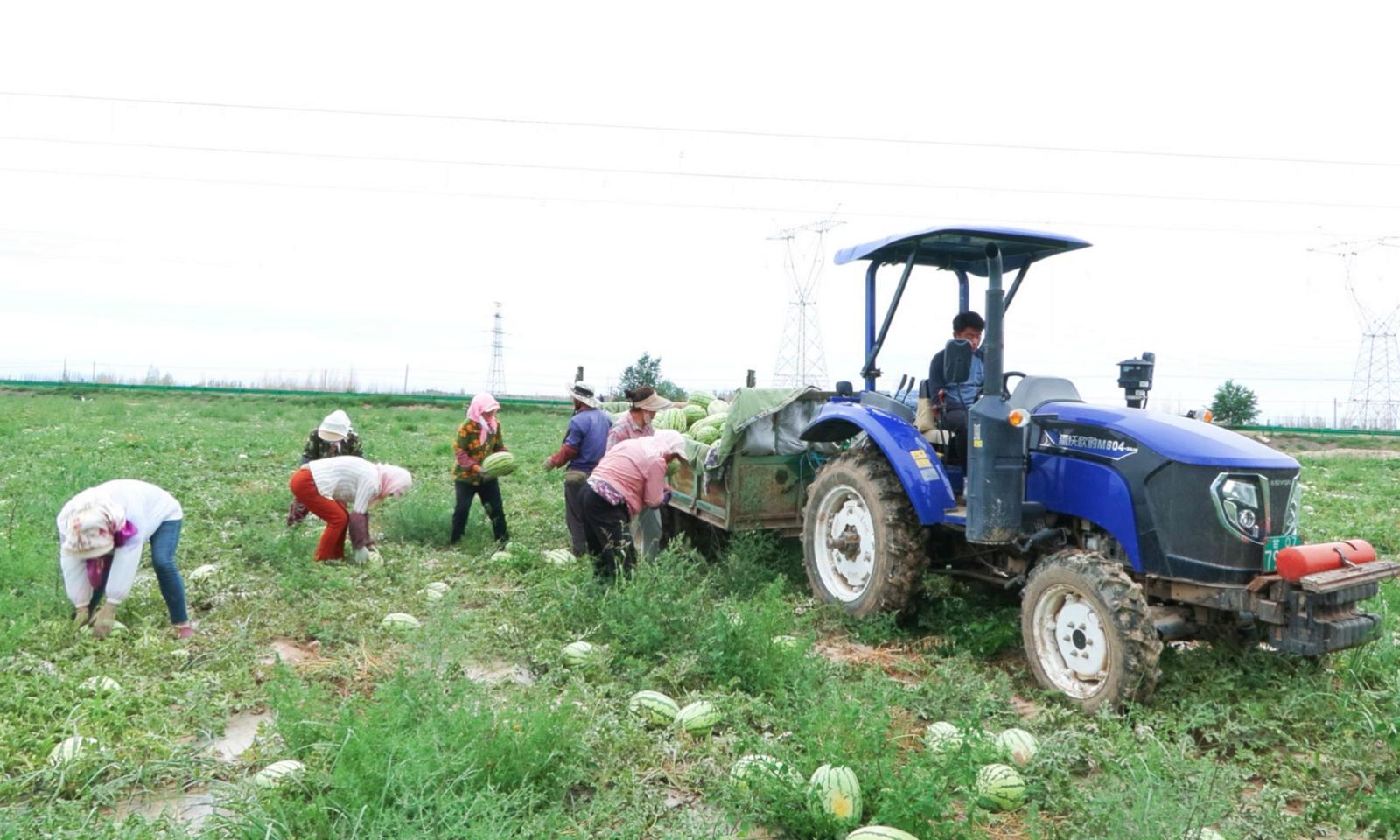 富硒西瓜图片(西瓜图片大全图片真实)-硒宝网