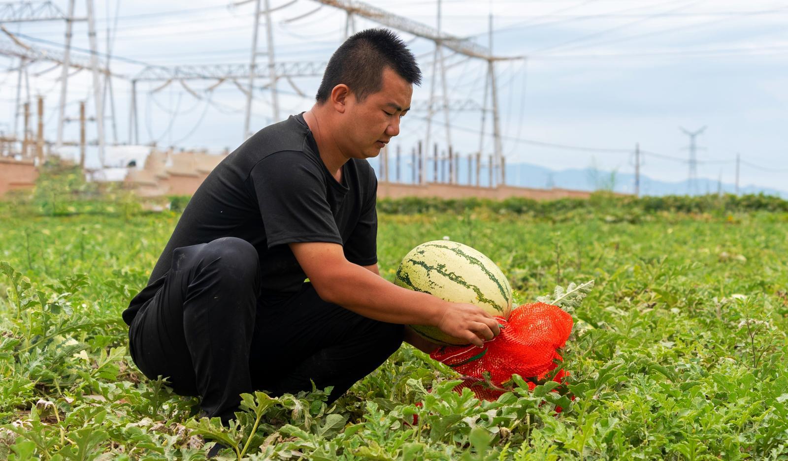 富硒西瓜图片(西瓜图片大全图片真实)-硒宝网